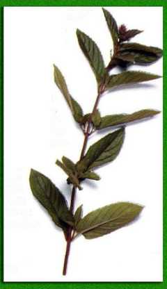 ������� ������������