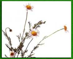 ������� ����������