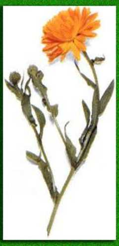 ���������� ����