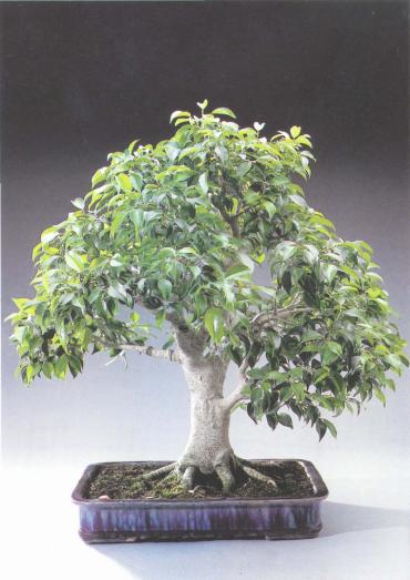 ��� - ������ � ����� ����