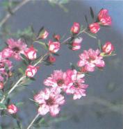 ��� - ������ � ����� ����