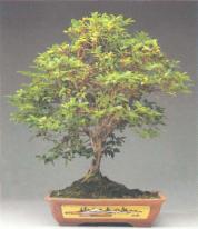 ��� - ������ � ����� ����