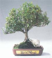 ��� - ������ � ����� ����