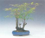 ��� - ������ � ����� ����