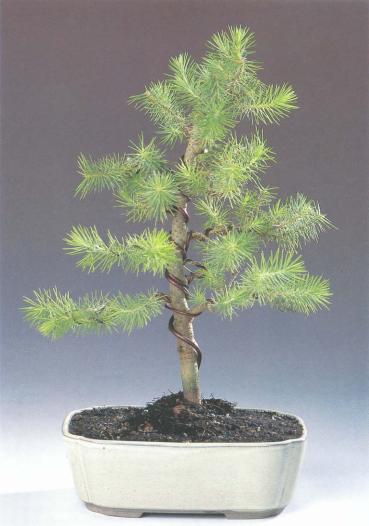 ��� - ������ � ����� ����