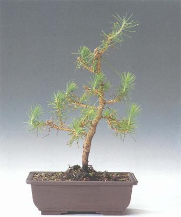 ��� - ������ � ����� ����