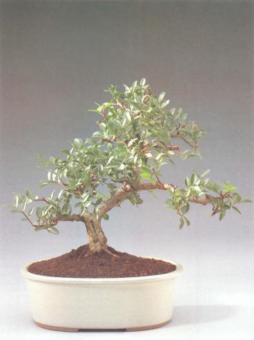 ��� - ������ � ����� ����