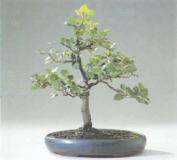 ��� - ������ � ����� ����