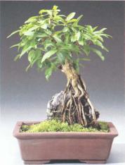 ��� - ������ � ����� ����