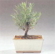 ��� - ������ � ����� ����