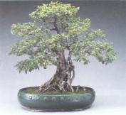 ��� - ������ � ����� ����