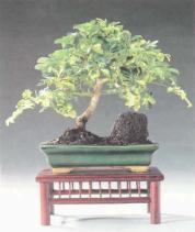 ��� - ������ � ����� ����