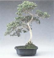 ��� - ������ � ����� ����