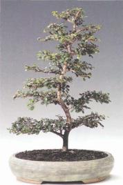 ��� - ������ � ����� ����