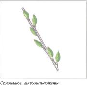 ��� - ������ � ����� ����