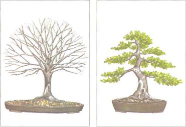 ��� - ������ � ����� ����