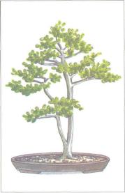 ��� - ������ � ����� ����