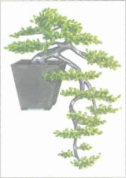 ��� - ������ � ����� ����