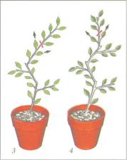 ��� - ������ � ����� ����