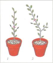 ��� - ������ � ����� ����