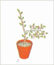 ��� - ������ � ����� ����