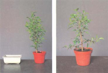 ��� - ������ � ����� ����