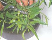 ��� - ������ � ����� ����