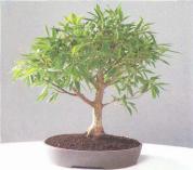 ��� - ������ � ����� ����