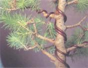 ��� - ������ � ����� ����