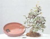 ��� - ������ � ����� ����