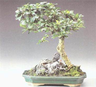 ��� - ������ � ����� ����