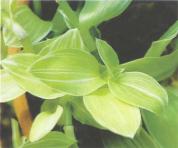 ��� - ������ � ����� ����