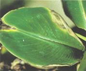 ��� - ������ � ����� ����