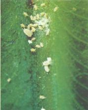 ��� - ������ � ����� ����