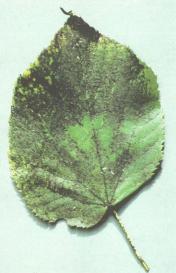 ��� - ������ � ����� ����