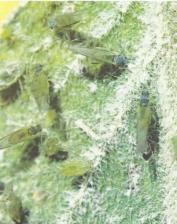 ��� - ������ � ����� ����