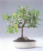 ��� - ������ � ����� ����