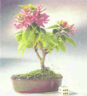 ��� - ������ � ����� ����