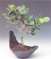 ��� - ������ � ����� ����