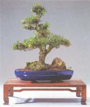 ��� - ������ � ����� ����