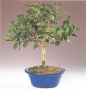 ��� - ������ � ����� ����