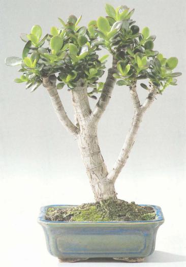 ��� - ������ � ����� ����