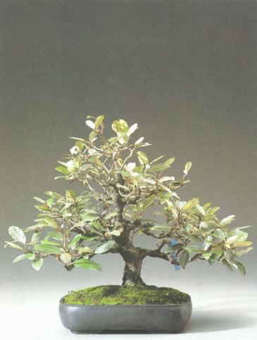 ��� - ������ � ����� ����