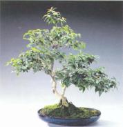 ��� - ������ � ����� ����