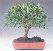 ��� - ������ � ����� ����