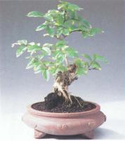 ��� - ������ � ����� ����