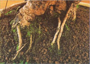 �� �� ��� - ������. ������� �����