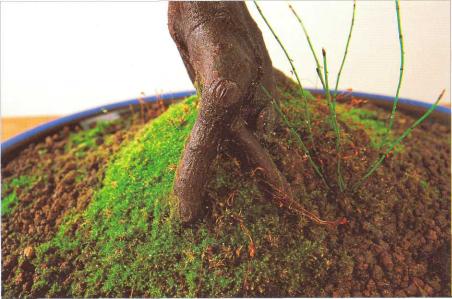 �� �� ��� - ������. ������� �����