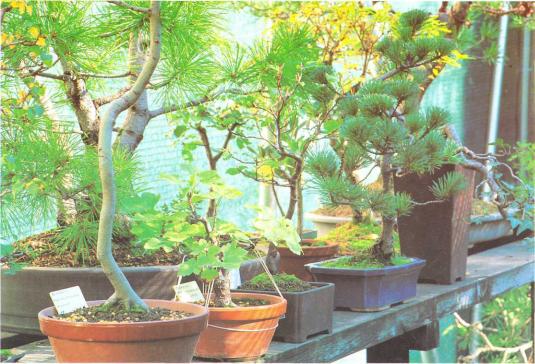 �� �� ��� - ������. ������� �����