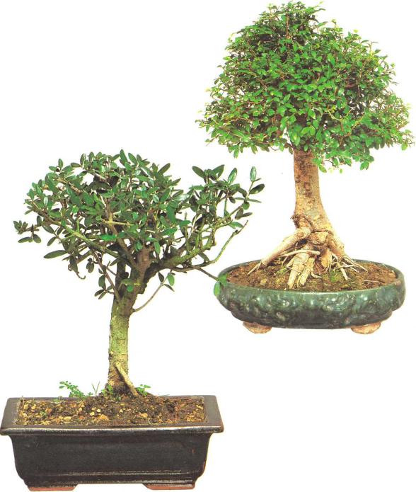 �� �� ��� - ������. ������� �����